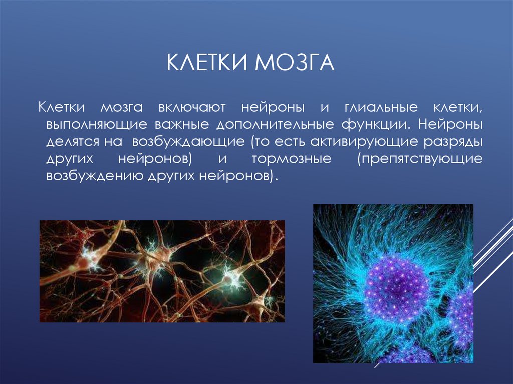 Клетки мозга человека состоят из. Строение клетки мозга.