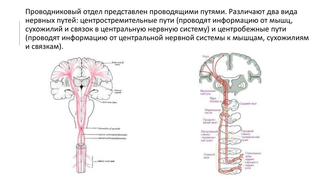 Проводниковый отдел сенсорной системы