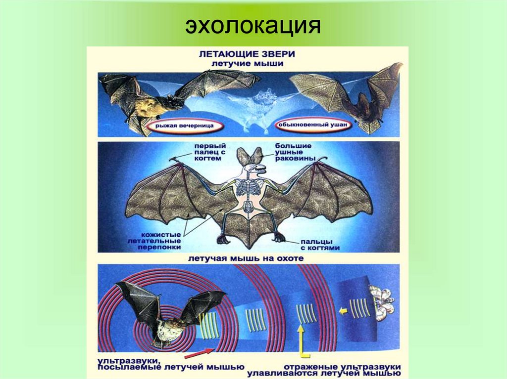 Формула эхолокации