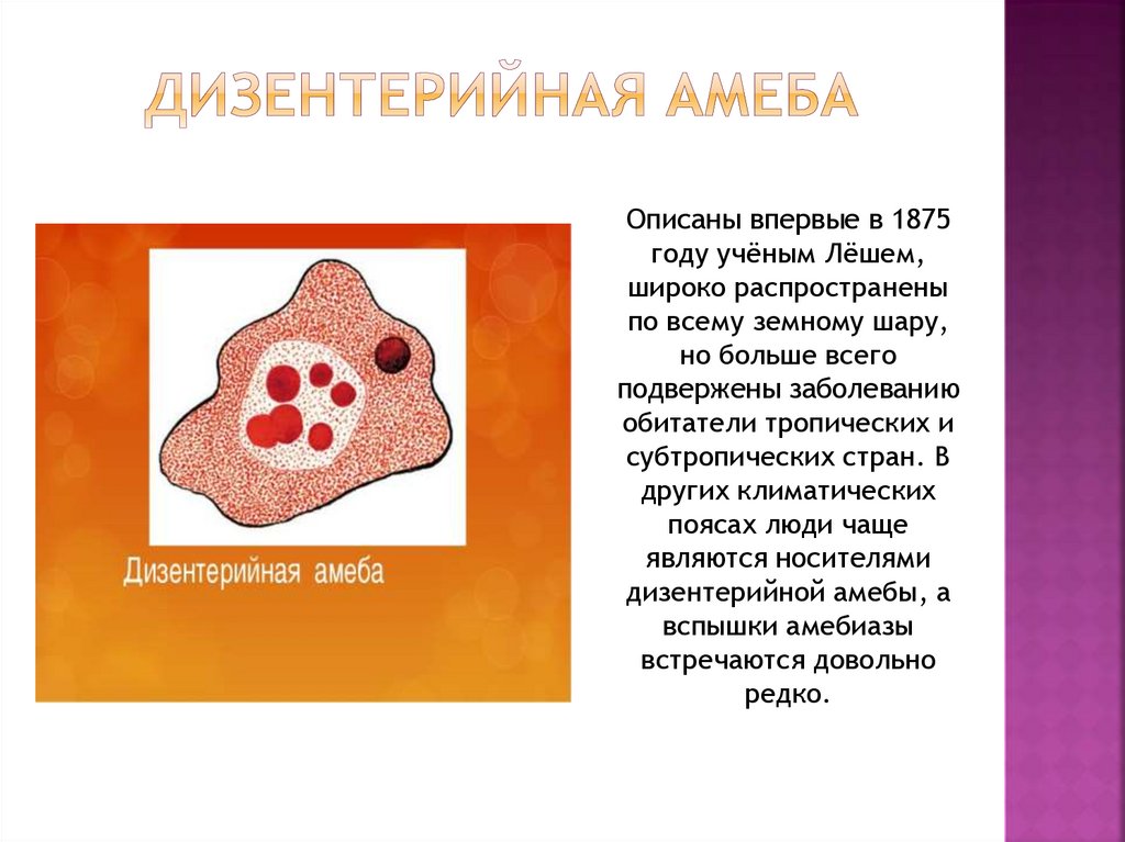 В каком организме происходит развитие дизентерийной амебы. Дизентерийная амеба кратко. Тканевая форма дизентерийной амебы. Цикл развития дизентерийной амебы схема.