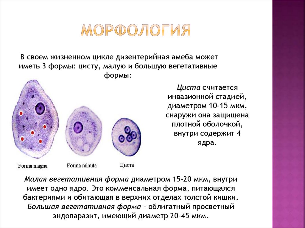 Дизентерийная амеба морфология