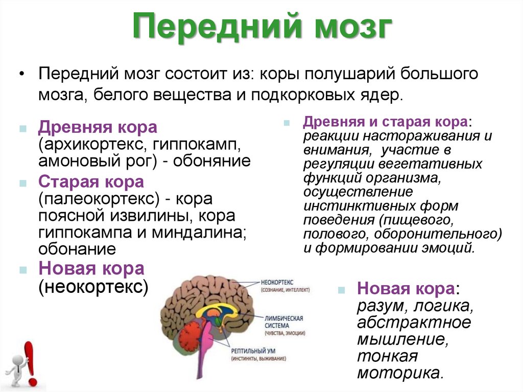 Функции переднего большого мозга
