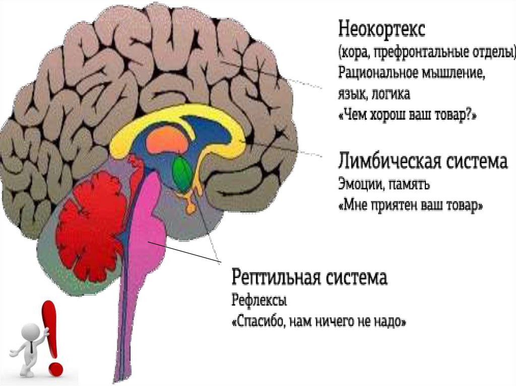 Функции промежуточного мозга регуляция. Мозговая регуляция речи. Промежуточный мозг регуляция температуры тела чувства голода. Промежуточный мозг тест.