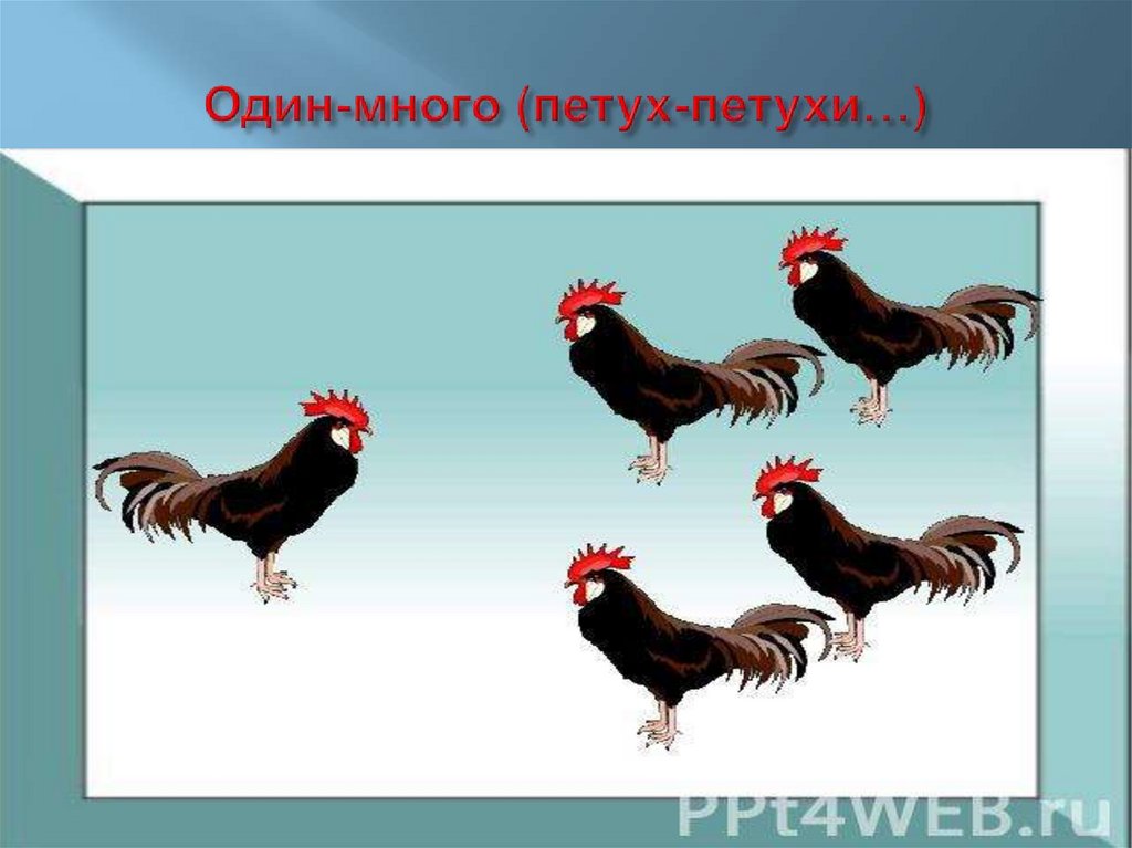 Один-много (петух-петухи…)