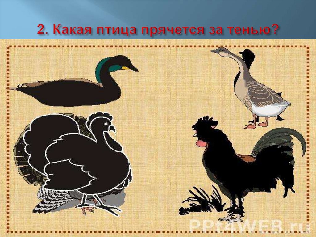 2. Какая птица прячется за тенью?