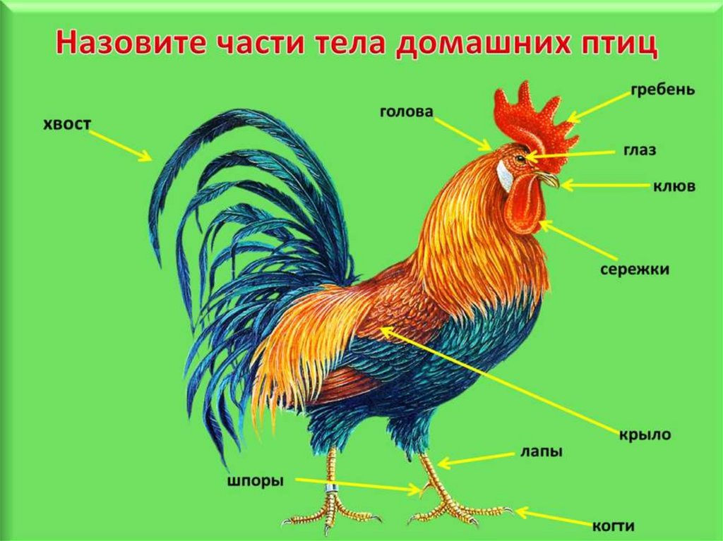 Презентация про петуха