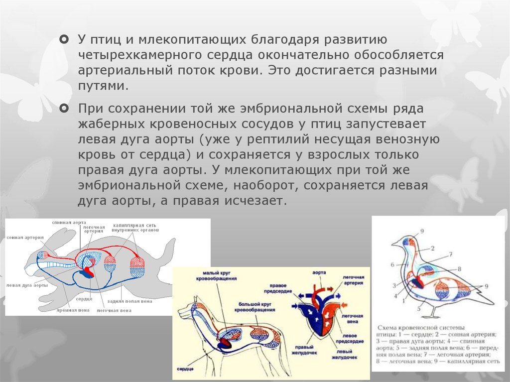 Сравнение сердца птиц и млекопитающих. Кровеносная система птиц и млеков. Четырехкамерное сердце у птиц. Четырехкамерное сердце млекопитающих. Кровеносная система птиц и млекопитающих.