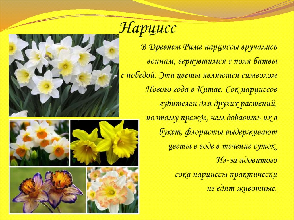 Нарцисс растение значение. Нарцисс царство. Нарцисс Легенда о цветке. Нарцисс Зинзи. Нарцисс Родина растения.
