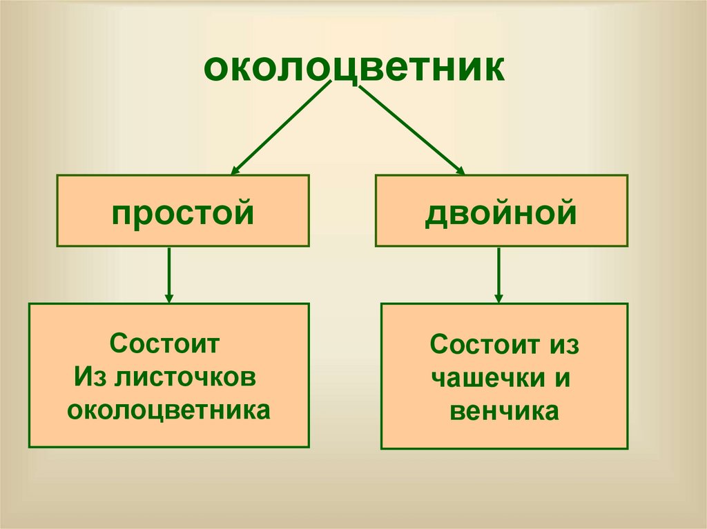 3 примера организмов относящихся к семенным растениям. Типы околоцветника. Околоцветник строение и функции. Околоцветник шиповника.