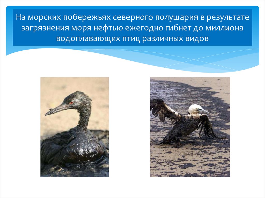 Ежегодно гибнет. Водоплавающие птицы в нефти. Берегите море от загрязнения. Почему загрязнение воды нефтью очень опасно для водоплавающих птиц.