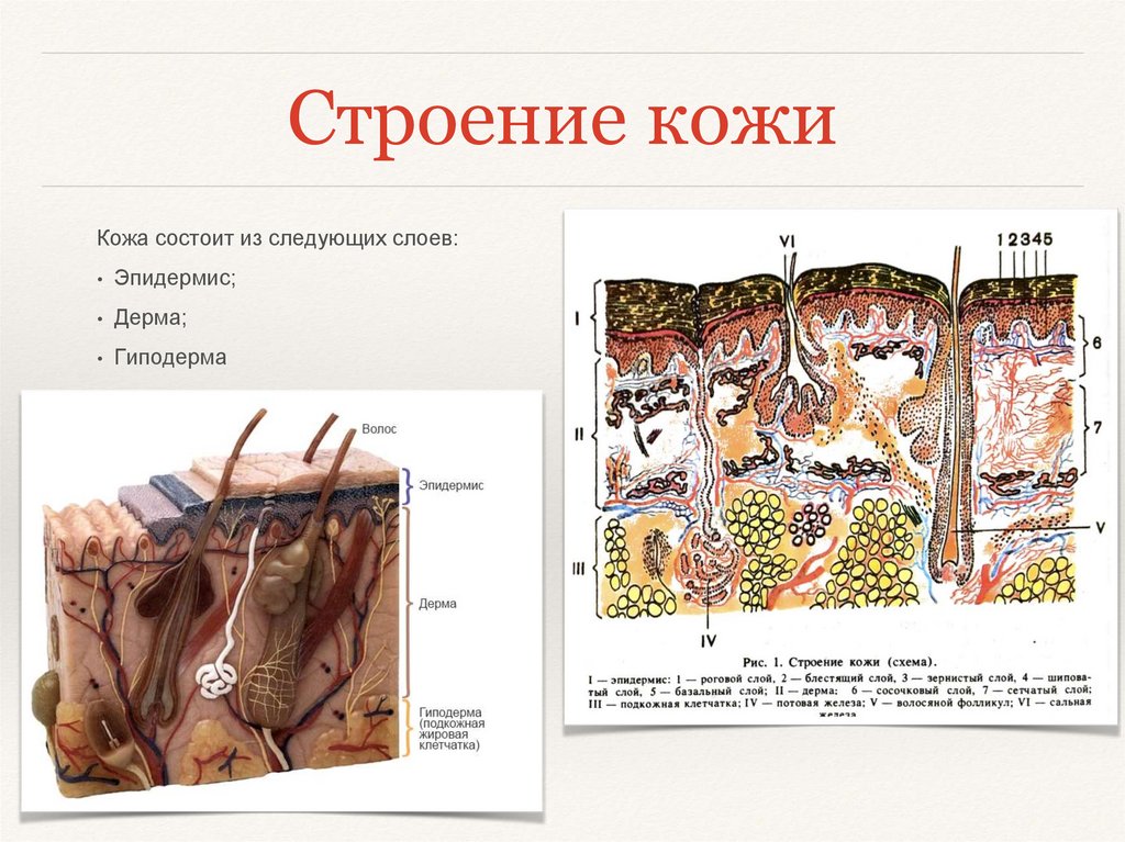 Кожа анатомия человека презентация