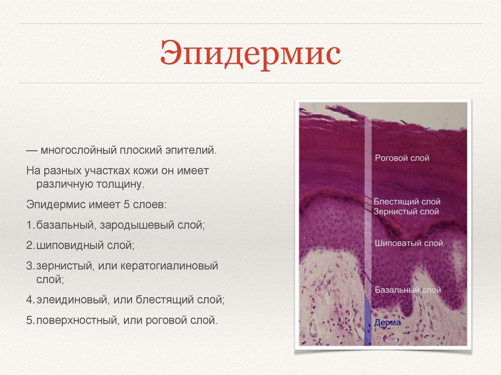 Что такое эпидермис кожи человека фото и описание