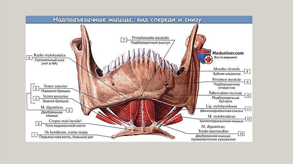 Рот дна