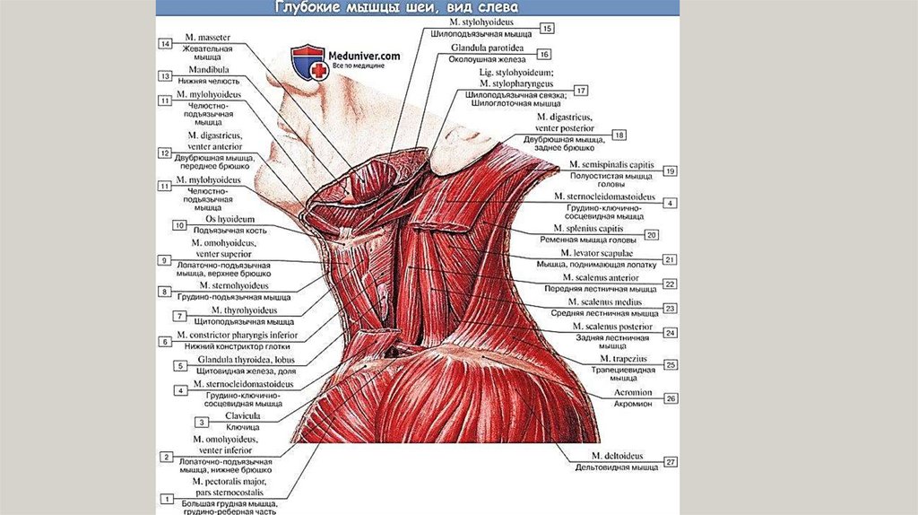 Мышцы головы и шеи презентация