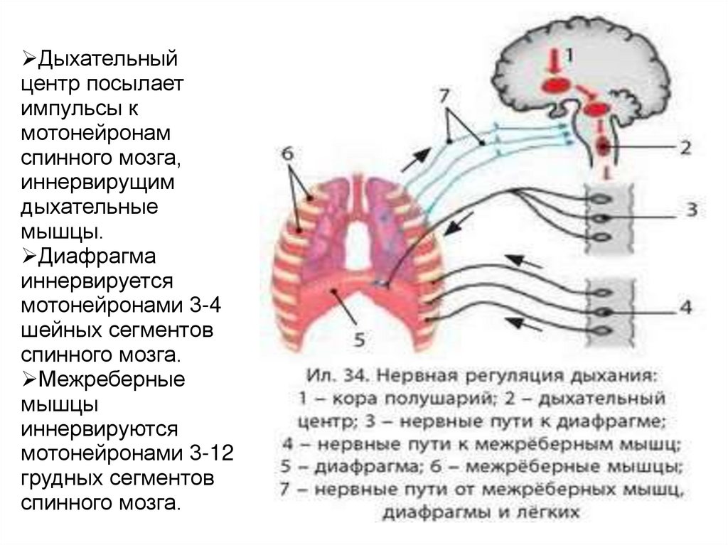 Центры дыхательной системы. Дыхательный центр спинного мозга. Дыхательный центр. Локализация дыхательного центра. Схема работы дыхательного центра.