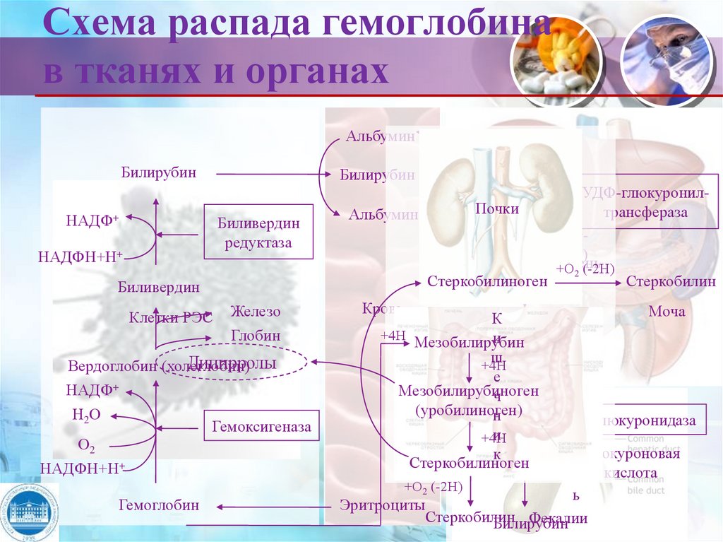 Нарушение обмена хромопротеидов презентация