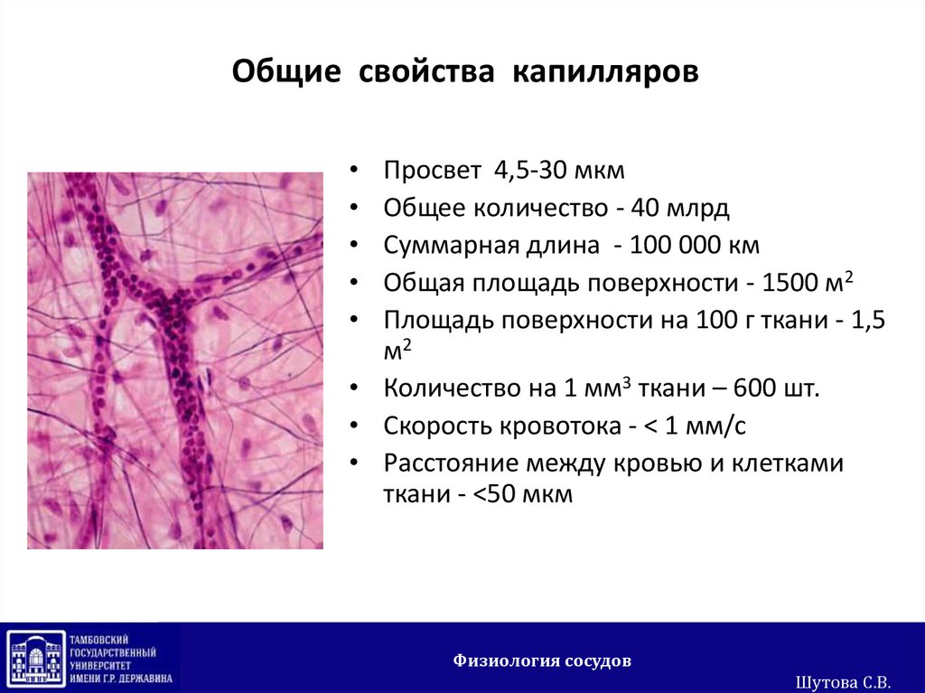 Длина капилляров в теле человека составляет около. Характеристика капилляров. Особенности строения капилляров. Капилляры строение и функции. Характеристика капилляров таблица.