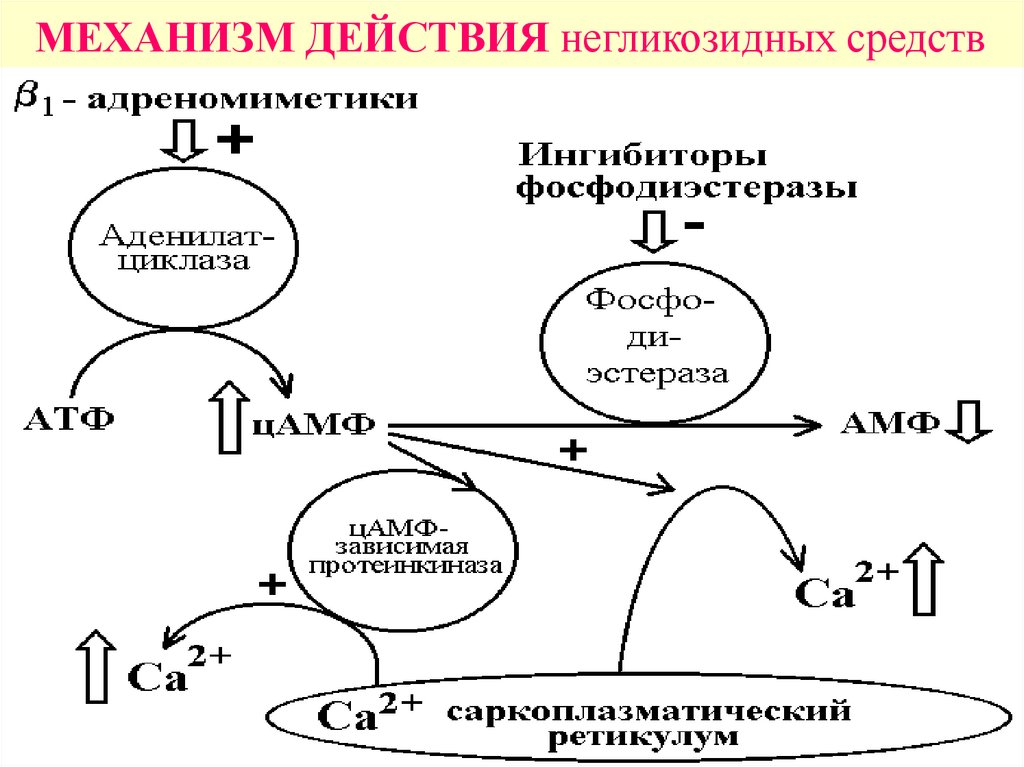 Антиангинальные средства схема