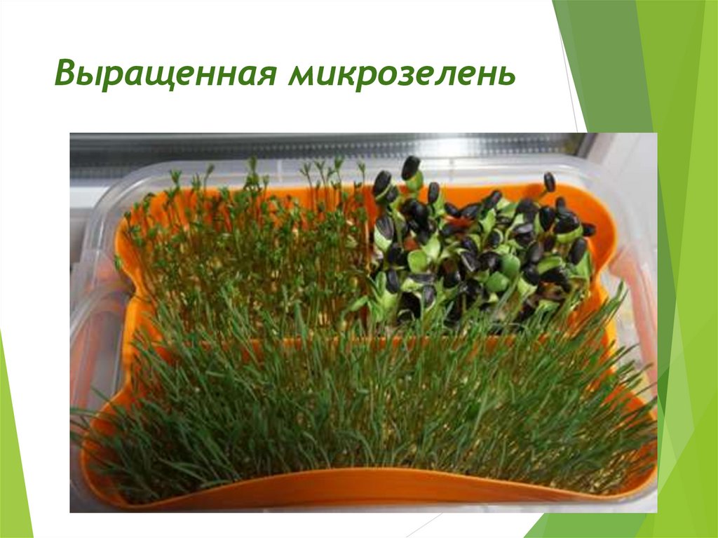 Микрозелень для макропользы: выращивание в домашних условиях ...