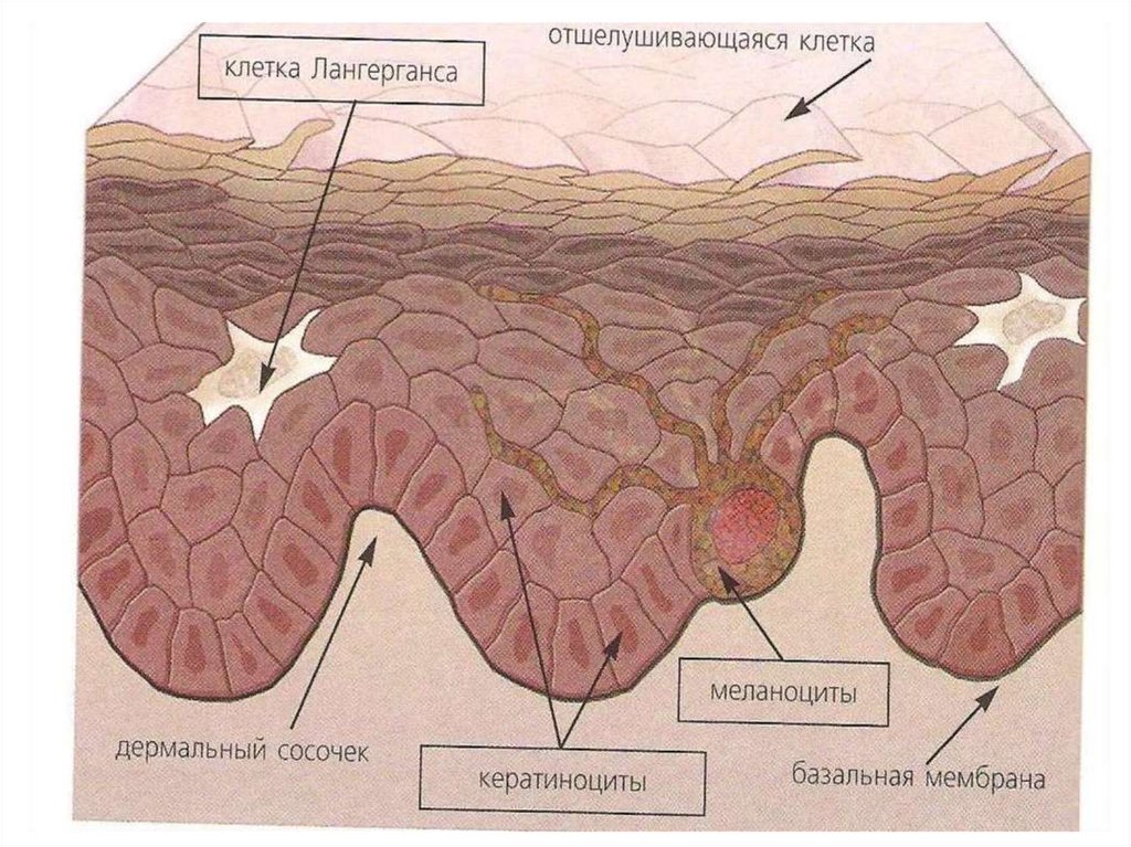 Кожа животных схема