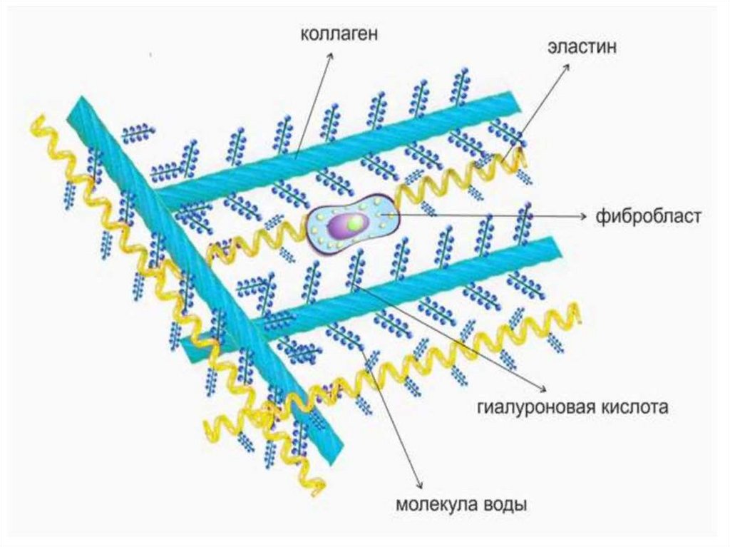 Эластин выработка. Строение дермы коллаген эластин гиал. Строение коллагена и эластина. Структура коллагена и эластина. Коллаген строение.