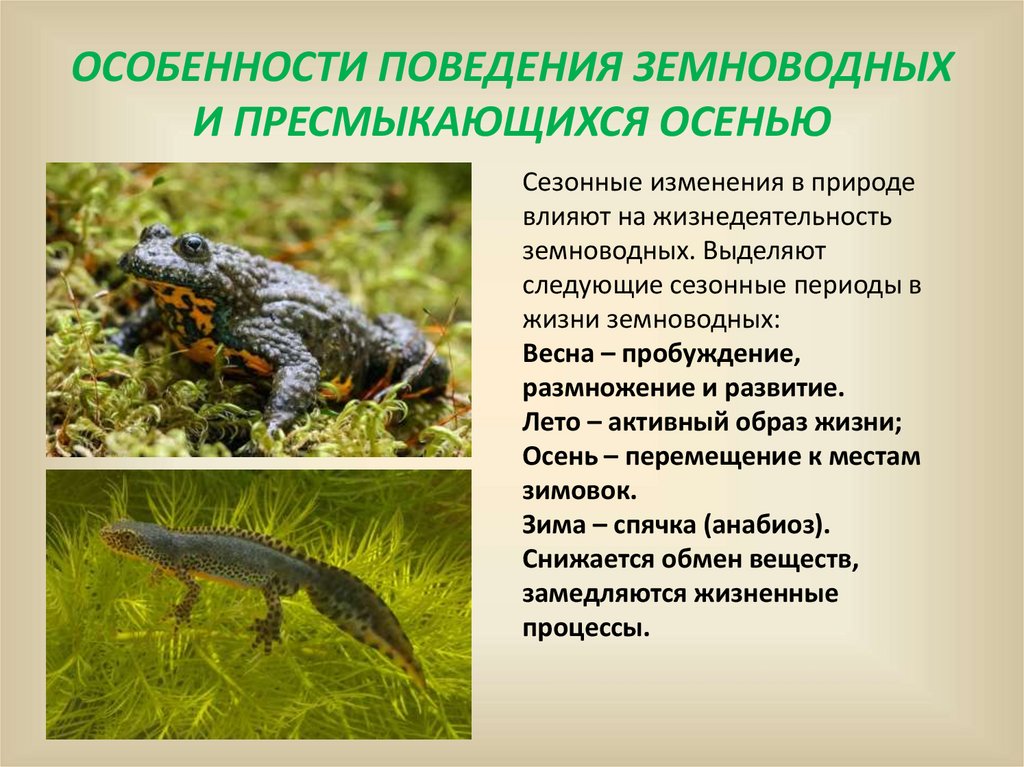 Характеристика амфибий и рептилий. Земноводные Ростовской области. Земноводных и пресмыкающихся. Пресмыкающиеся это кто примеры.