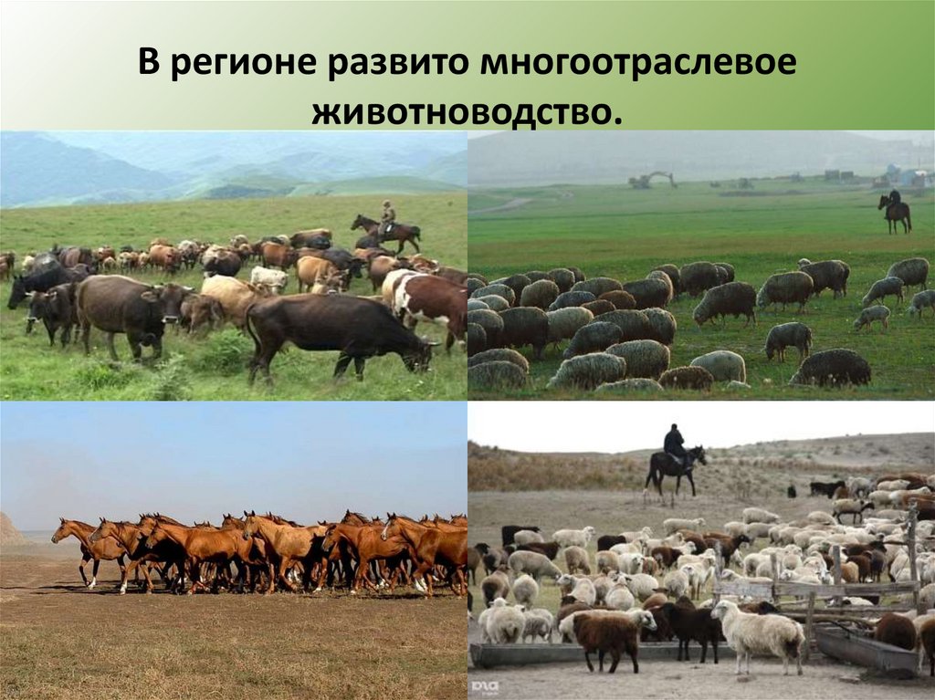 Для центральной россии характерно скотоводство