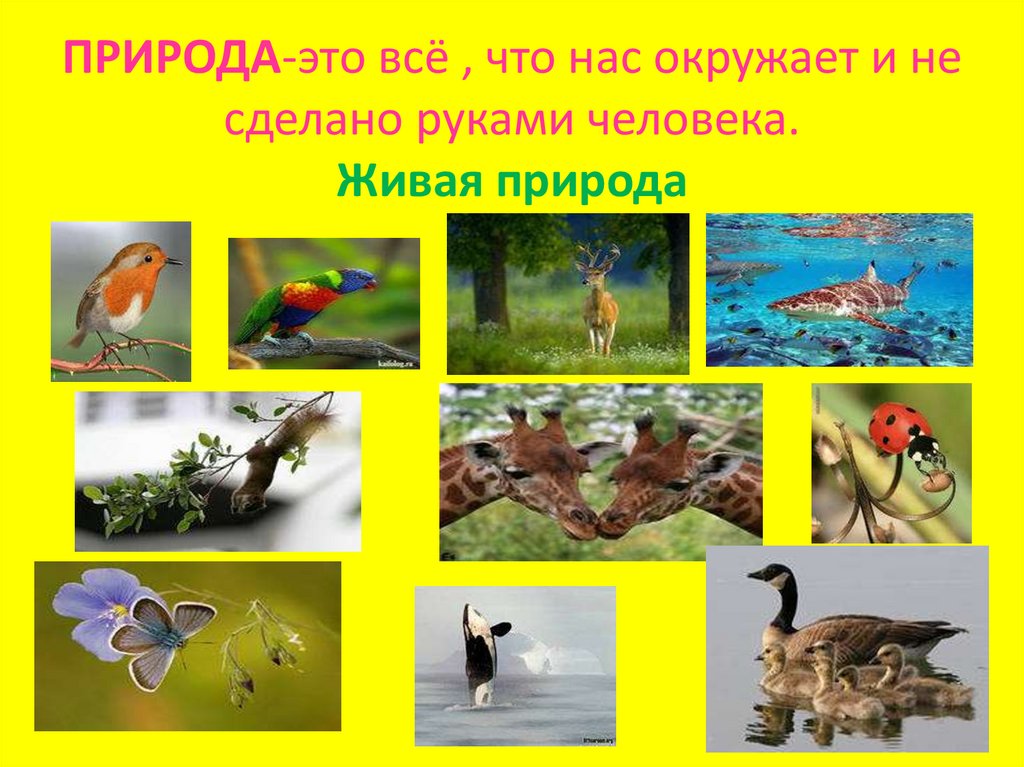 Проект живая природа