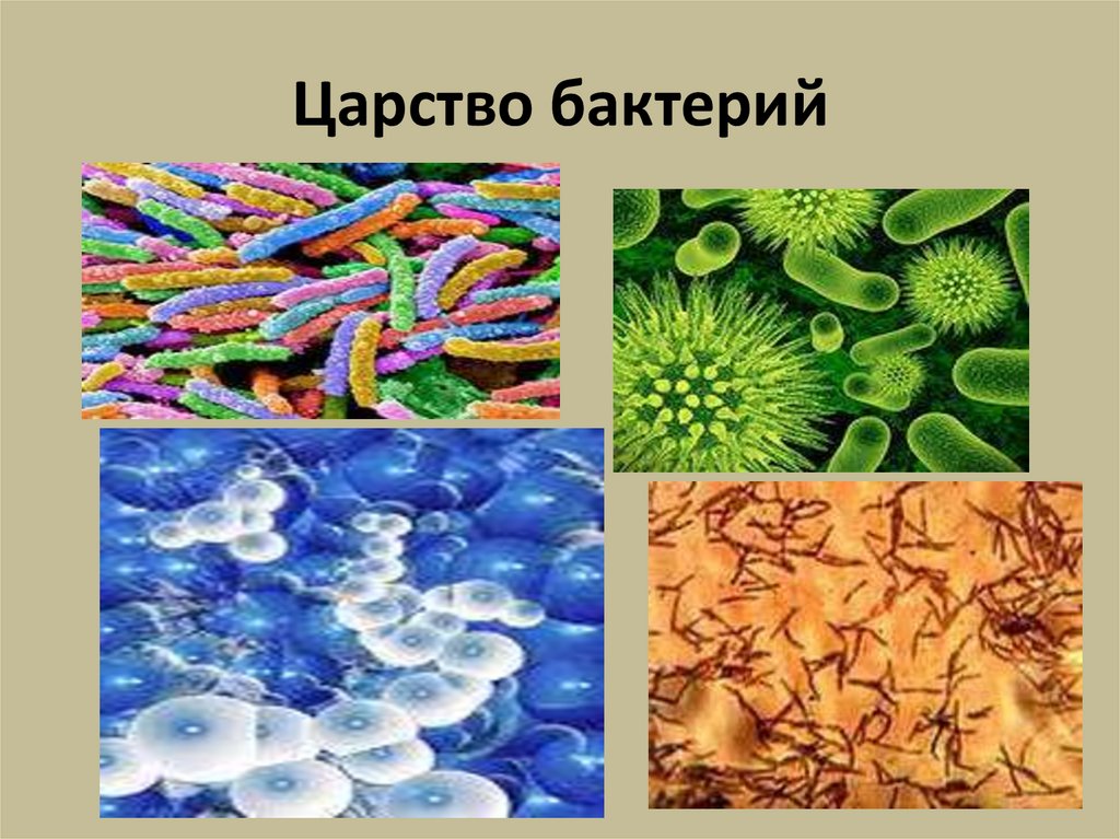 Организм царства бактерий. Царство бактерий. Царства микроорганизмов. Царство бактерии презентация. Представители царства бактерий.