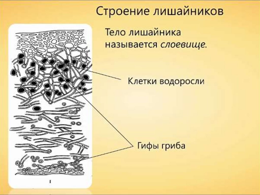 Лишайники плодовое тело. Строение лишайника. Тело лишайника называется. Строение слоевища лишайника. Тело лишайника называется слоевище.
