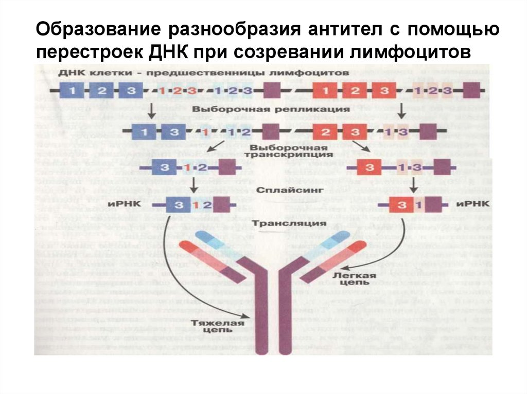 Перестройка генома. Незапрограммированные перестройки генома схема. Перестройка генома в онтогенезе у эукариот. Схема программируемой перестройки генома.