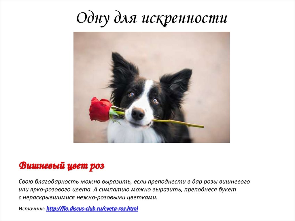 Одну для искренности