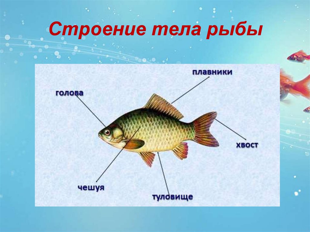 Рыба какой организм. Строение рыбы. Строение тела рыбы. Строение частей тела рыбы. Строение рыбы для дошкольников.