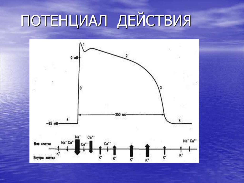 ПОТЕНЦИАЛ ДЕЙСТВИЯ