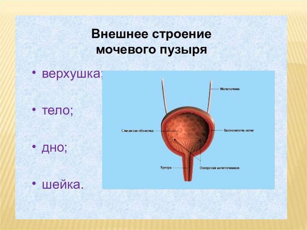 Мочевой у мужчины расположение. Части мочевого пузыря верхушка тело дно шейка. Мочевой пузырь анатомия тело шейка. Мочевой пузырь строение расположение функции. Строение мочевого пузыря дно шейка.