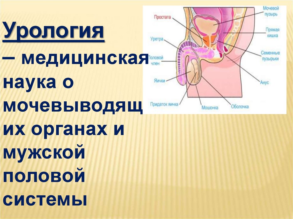 Мужской половой орган. Выделительная функция прямой кишки. Какие органы образуют мочевыделительную систему.