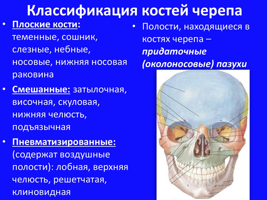 Анатомия лицевого черепа. Воздухоносная кость мозгового черепа:. Воздухоносные кости лицевого отдела черепа. Кости мозгового и лицевого черепа таблица. Кости черепа классификация.