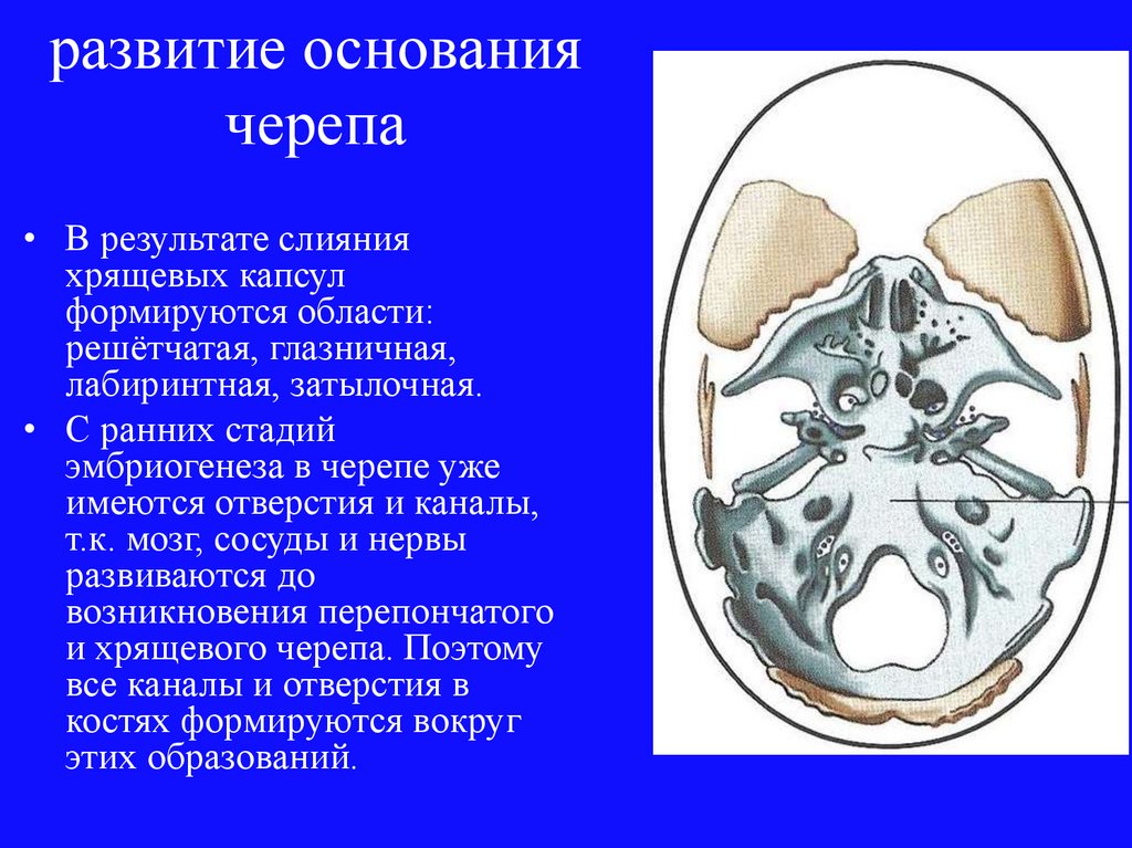 Кости черепа человека анатомия кости основания черепа. Основание мозгового черепа. Основные структуры внутреннего основания черепа. Мозговое основание черепа