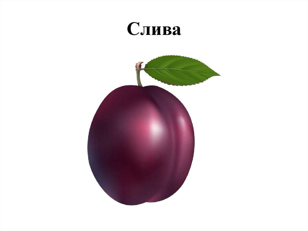 Слива
