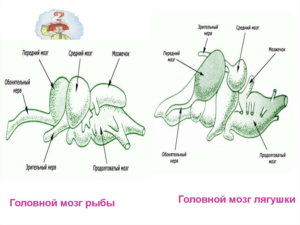 Презентация биология 8 класс внутреннее строение земноводных