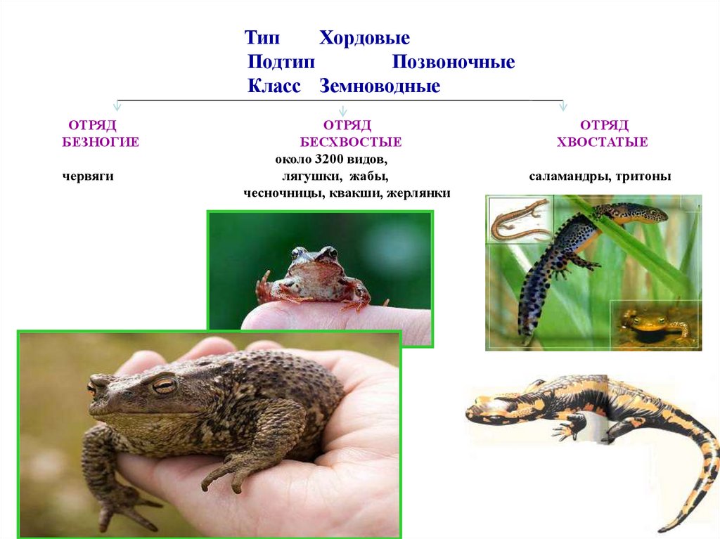 Земноводные органы движения.