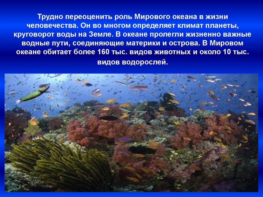 Презентация жизнь в океане 6 класс. Обитатели мирового океана. Разнообразие жизни в океане. Животные и растения моря. Растения мирового океана.
