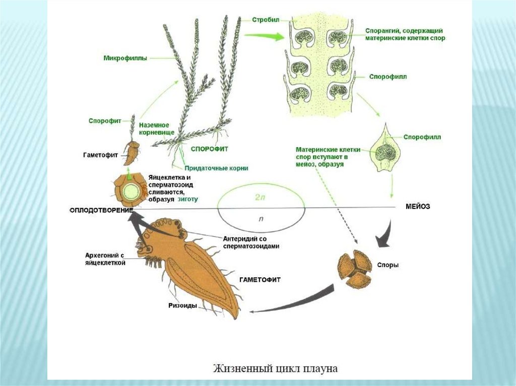 Жизненный цикл хвощей схема