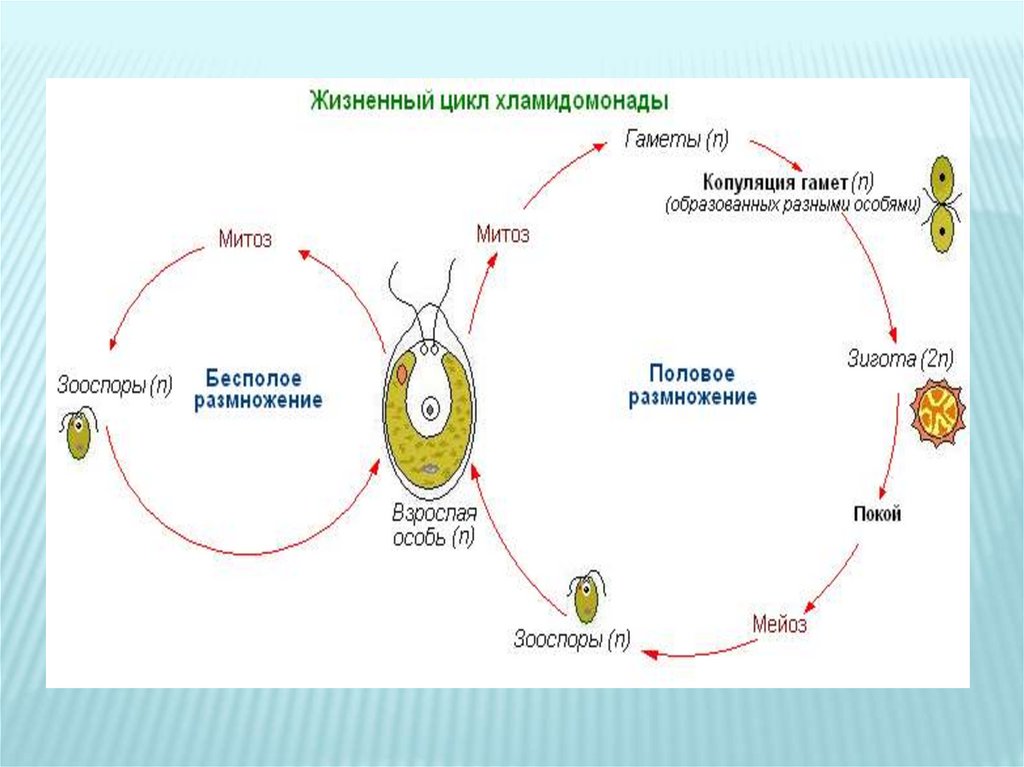 Биология 8 класс жизненные циклы размножение презентация 8 класс