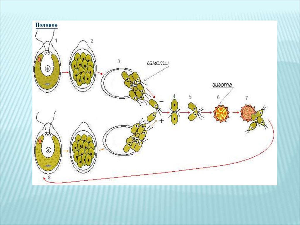 Схема жизненного цикла растения гаметы. Жизненный цикл растений. Жизненные циклы растений первый год. Жизненные циклы животных и растений презентация. Цикл растений гармошкой.