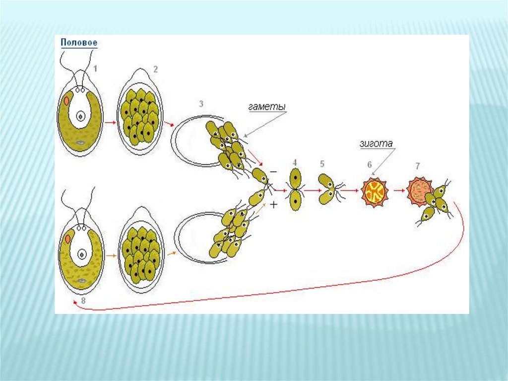 Схема жизненного цикла растения гаметы
