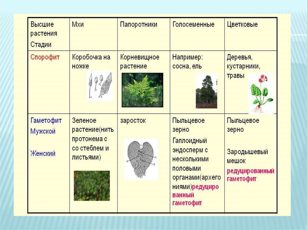 Жизненный цикл покрытосеменных растений презентация - 83 фото