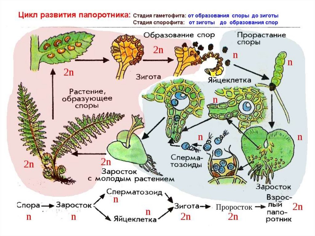 Циклы растений презентация