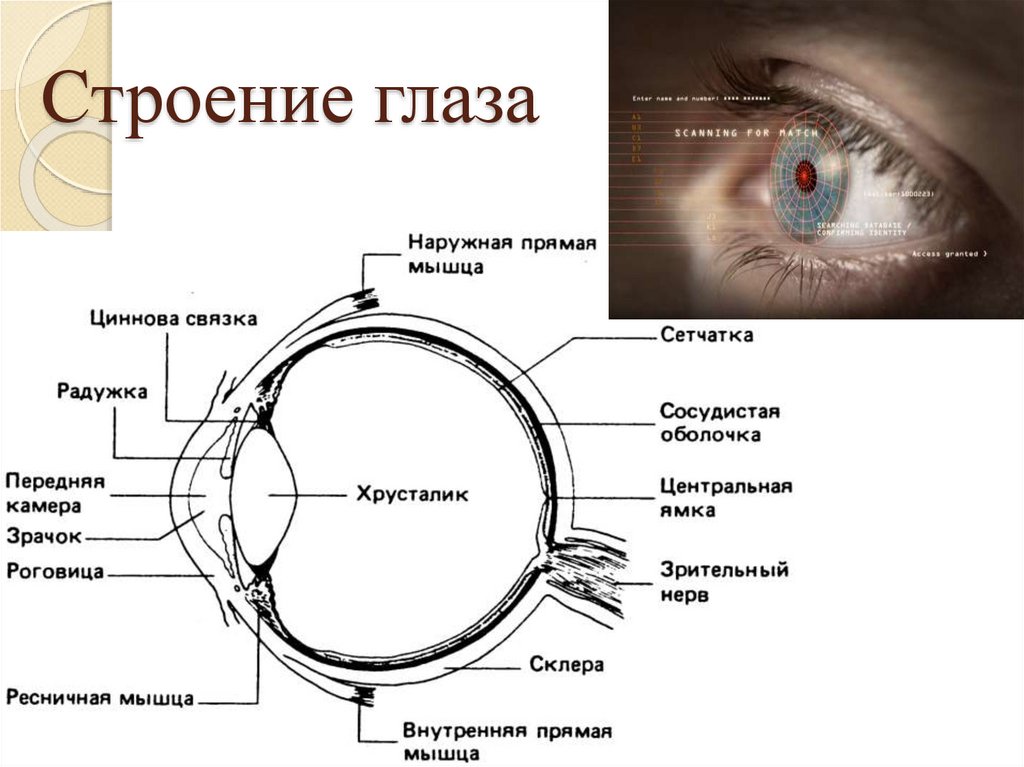 Глаз чертеж. Строение глаза сбоку. Строение глаза вид сбоку. Подробная схема глаза. Анатомия глаза презентация.