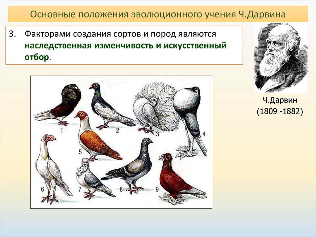Вид изменчивости играющий ведущую роль в эволюции. Теория естественного отбора Чарльза Дарвина. Эволюционное учение ч Дарвина искусственный отбор. Основные положения эволюционного учения ч Дарвина. Эволюционное учение ч Дарвина естественный отбор.